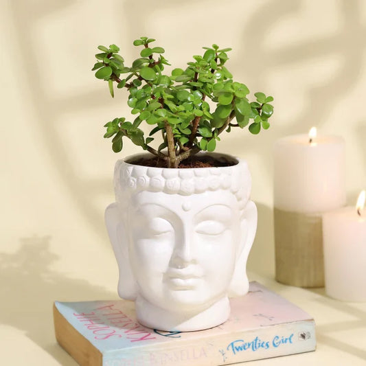 Serene Jade Plant in a Ceramic Buddha Planter (Copy)