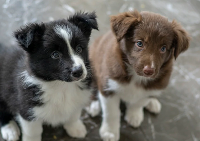 Effective Ways to Stop Your Dog From Barking at the Door