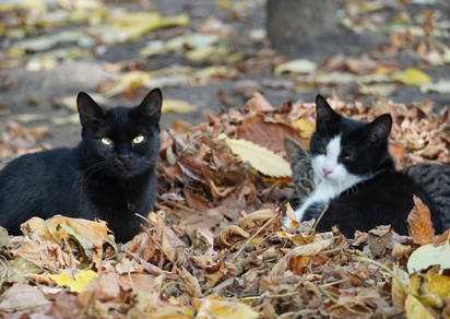37 Random Cat Facts You Probably Did Not Know