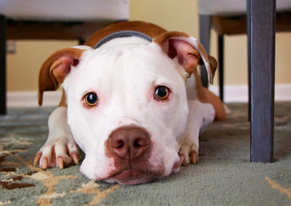 5 True Reasons Your Dog Is Not Responding to Your Commands