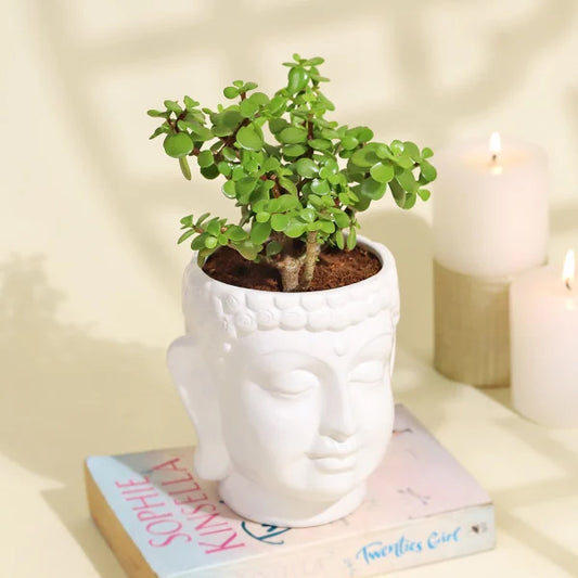 Serene Jade Plant in a Ceramic Buddha Planter